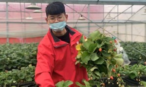 我们大杭州：草莓产业团工委、豆腐包产业团工委、苞茶产业团工委…它们都叫“建德共同富裕鲜活力”