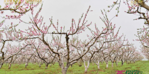 “桃”你欢心 共赴山海 众安慈善基金会开展“认养一棵桃树”公益行动